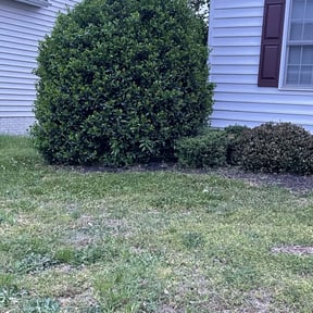 Bush Trimming by Irvine Lawn Service reviewed on August 18, 2025