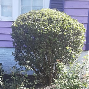 Bush Trimming by Brothers landscaping reviewed on August 21, 2025