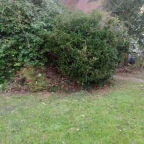 Bush Trimming by Fosterslawn and aeration LLC reviewed on August 21, 2025