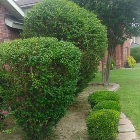 Bush Trimming by Underwood lawn care reviewed on August 20, 2025