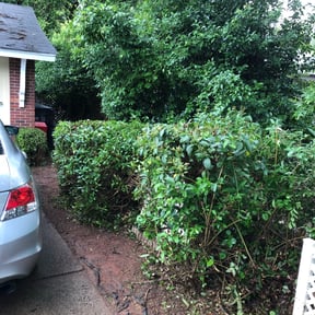 Bush Trimming by Lucy's Landscape reviewed on August 16, 2025