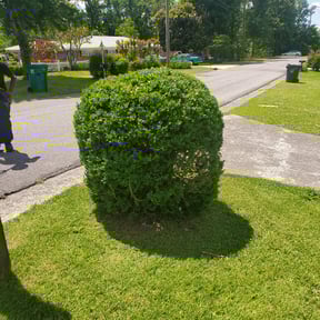 Bush Trimming by The Boot Lawn Care reviewed on August 16, 2025