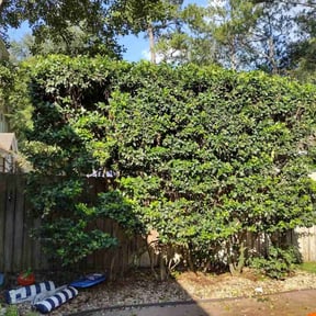 Bush Trimming by Lawn Bee&#039;z reviewed on November 24, 2025