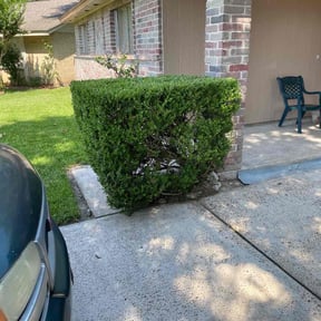 Bush Trimming by Classic green cuts reviewed on August 20, 2025