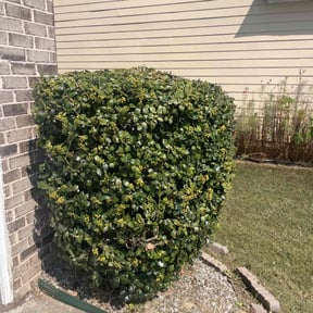 Bush Trimming by Parks Mowing reviewed on December 1, 2025