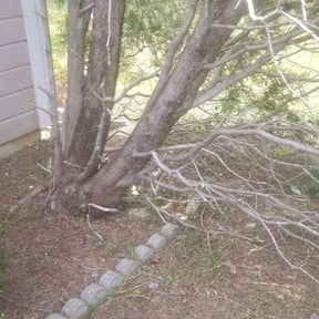 Flower Bed Weeding by Salvador Lawn and Tree Service reviewed on August 18, 2025