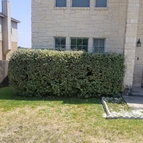 Bush Trimming by Blessings Lawn Care Services reviewed on August 18, 2025
