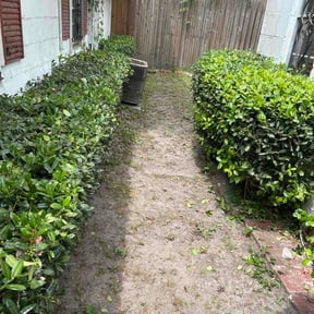 Bush Trimming by 901 Lawn Worx reviewed on April 28, 2026