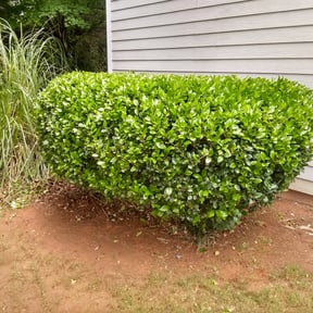 Bush Trimming by M Lawn Care & Landscape reviewed on August 16, 2025