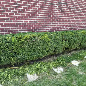 Bush Trimming by Surge Lawn Mowing And Snow Removel reviewed on August 19, 2025