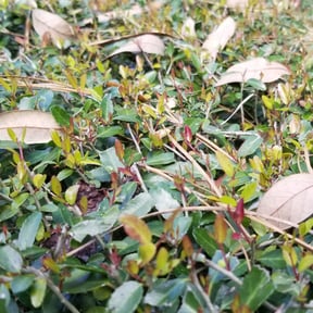 Bush Trimming by RodIsBack Solutions reviewed on August 21, 2025