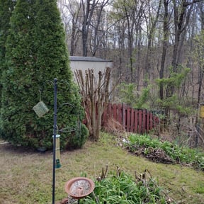 Bush Trimming by LRV Lawn Care Limited reviewed on August 15, 2025