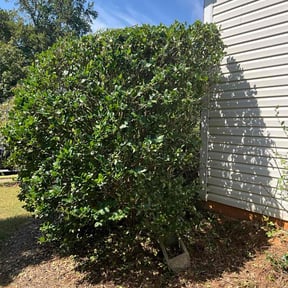 Bush Trimming by First Choice Landscaping of St Augustine reviewed on November 22, 2025