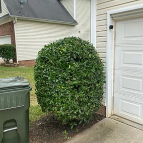 Bush Trimming by A and L lawn Care Professionals reviewed on August 19, 2025