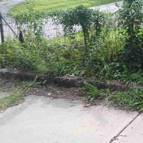 Leaf Removal by C.L.I.P.S reviewed on October 2, 2025