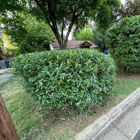 Bush Trimming by DLAWN SERVICE LLC reviewed on August 19, 2025