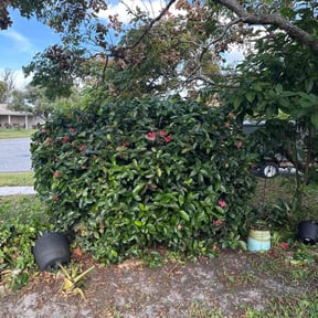 Bush Trimming by SC Organic Landscapes reviewed on December 10, 2025