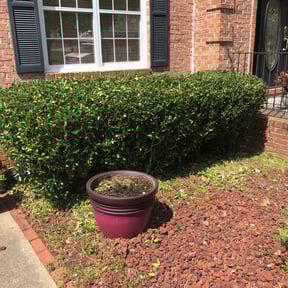 Bush Trimming by D&D All In One reviewed on August 17, 2025