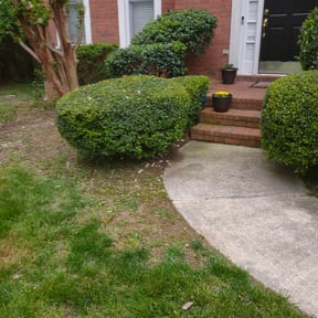 Bush Trimming by Green City Landscaping Co LLC reviewed on August 19, 2025
