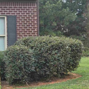 Bush Trimming by CEJLANDSCAPING reviewed on October 18, 2025