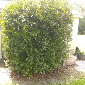 Bush Trimming by Elite CutZ - Landscaping, Lawncare& Snow Removal reviewed on August 21, 2025