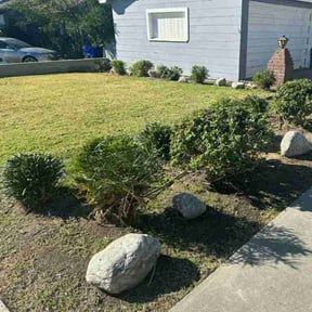 Bush Trimming by Bob Gray Lawns reviewed on August 16, 2025