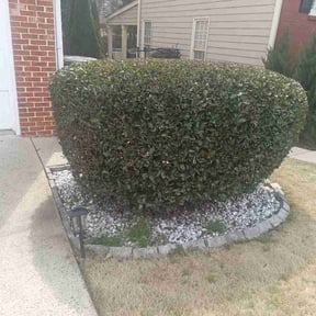 Bush Trimming by Morgan Henry Lawn Care reviewed on October 23, 2025