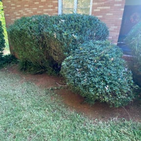 Bush Trimming by Burnett Landscaping reviewed on August 20, 2025