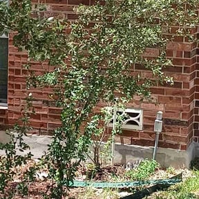 Bush Trimming by Sean’s yard and maintenance reviewed on August 15, 2025