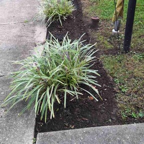 Flower Bed Weeding by Premium grass cutz reviewed on August 15, 2025