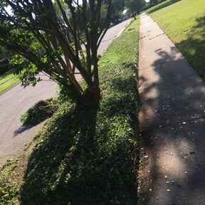 Bush Trimming by Clean cuts reviewed on August 20, 2025