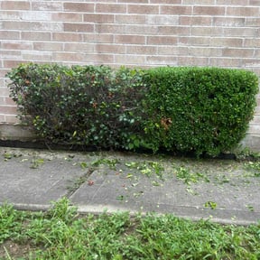 Bush Trimming by Lamberts Lawn trim and maintenance reviewed on August 19, 2025