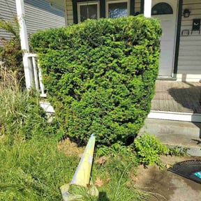 Bush Trimming by Nathan's lawn and landscaping llc reviewed on May 18, 2026