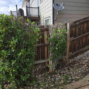 Bush Trimming by CHV LANDSCAPE LAWN & MASONRY reviewed on August 16, 2025