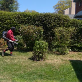 Bush Trimming by Santos Benites Landscaping LLC reviewed on August 19, 2025