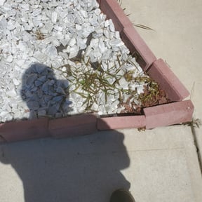 Flower Bed Weeding by Lawn masters reviewed on August 20, 2025