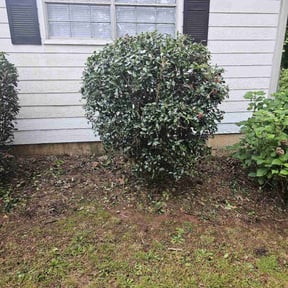 Bush Trimming by Rena Genets Lawn Care reviewed on August 18, 2025