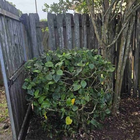 Bush Trimming by Francolawncarellc reviewed on June 10, 2026