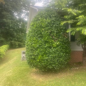 Bush Trimming by Back Creek Property Services reviewed on August 15, 2025