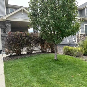 Bush Trimming by Sunshine landscaping  reviewed on August 21, 2025