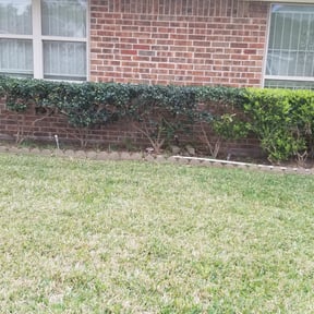 Bush Trimming by Jay's lawn and landscaping reviewed on August 19, 2025