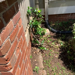 Bush Trimming by Macias landscaping reviewed on August 21, 2025