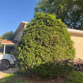 Bush Trimming by JAY-LYNS reviewed on June 16, 2026