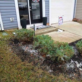 Bush Trimming by Ace lawn care reviewed on December 11, 2025