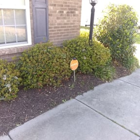 Bush Trimming by Green Care reviewed on August 18, 2025