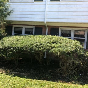 Bush Trimming by M L LANDSCAPING reviewed on November 24, 2025