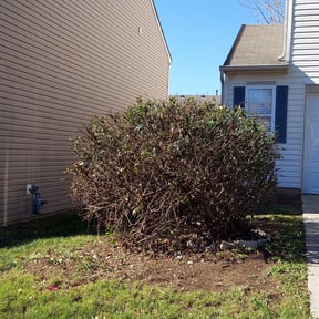 Bush Trimming by The Lawn Barber reviewed on August 19, 2025