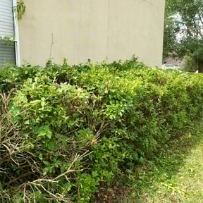 Bush Trimming by Miracle Lawn Bros reviewed on August 16, 2025