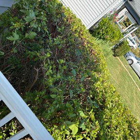 Bush Trimming by Livery Services LTD, llc reviewed on August 4, 2025