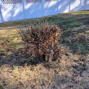 Bush Trimming by Var Landscape reviewed on November 27, 2025